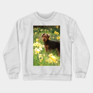 Welsh Terrier puppy amongst daffodils Crewneck Sweatshirt